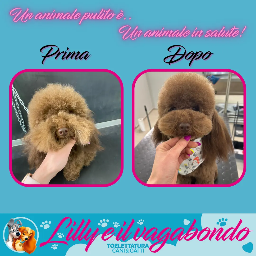 Perché è Importante Tosare Il Barboncino - Toelettatura Bergamo Perché è Importante Tosare Il Barboncino - Toelettatura Bergamo